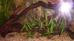aquarium-von-mirko-weser-becken-3091_Große Mangrovenwurzel
