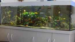 aquarium-von-juergen-ziegler-becken-30922_Malawi 960 Liter