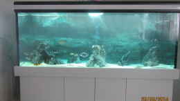 aquarium-von-eisbrecher-becken-30929_noch am einlaufen nach einer woche 