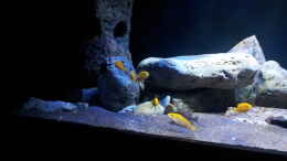 aquarium-von-ollil81-malawi-im-wohnzimmer-als-beispiel_Labidochromis caeruleus