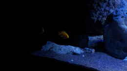 aquarium-von-ollil81-malawi-im-wohnzimmer-als-beispiel_Labidochromis caeruleus