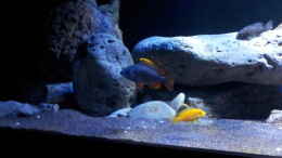 aquarium-von-ollil81-malawi-im-wohnzimmer-als-beispiel_Copadichromis borley Kadango Weibchen