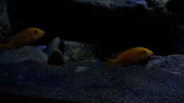 aquarium-von-ollil81-malawi-im-wohnzimmer-als-beispiel_Beleuchtung in der Dämmerungsphase