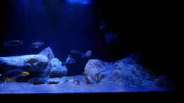 aquarium-von-ollil81-malawi-im-wohnzimmer-als-beispiel_Becken mit sunaeco 600 fiji blue