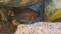 aquarium-von-ollil81-malawi-im-wohnzimmer-als-beispiel_Aulonocara stuartgranti usisya Weibchen