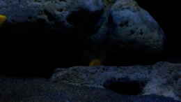 aquarium-von-ollil81-malawi-im-wohnzimmer-als-beispiel_Beleuchtung in der Dämmerungsphase