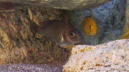 aquarium-von-ollil81-malawi-im-wohnzimmer-als-beispiel_Aulonocara stuartgranti usisya Weibchen