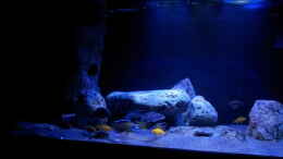 aquarium-von-ollil81-malawi-im-wohnzimmer-als-beispiel_Becken mit sunaeco 600 fiji blue