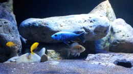 aquarium-von-ollil81-malawi-im-wohnzimmer-als-beispiel_Sciaenochromis fryeri