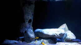 aquarium-von-ollil81-malawi-im-wohnzimmer-als-beispiel_Becken