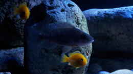 aquarium-von-ollil81-malawi-im-wohnzimmer-als-beispiel_Aulonocara stuartgranti ngara Weibchen