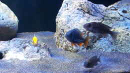 aquarium-von-ollil81-malawi-im-wohnzimmer-als-beispiel_Gruppe Weibchen