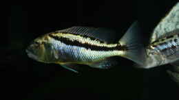 aquarium-von-swenni-aufgeloest-----the-heart-of--africa-----_Aristochromis Christyi