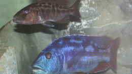 Aquarium einrichten mit Nimbochromis fusco Paar