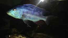 Foto mit Nimbochromis fuscotaeniatus_5