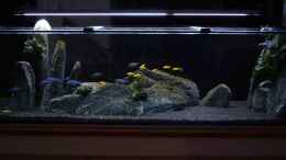 aquarium-von-malawi-duck-malawi-black_Mittag - bei abgedunkeltem Zimmer