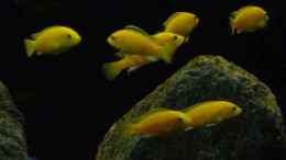 aquarium-von-malawi-duck-malawi-black_Yellows später Abend