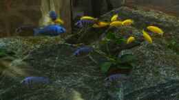 aquarium-von-malawi-duck-malawi-black_Vormittag