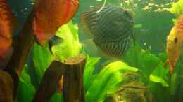 aquarium-von-tamara-brunner-becken-3098_Meine Fische haben den ganzen Tag hunger 