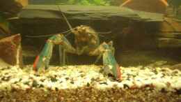 aquarium-von-tamara-brunner-becken-3098_Hugo in seiner Schieferhöhle 