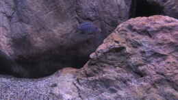 aquarium-von-hoernchen-etwas-groessere-malawi-pfuetze_Pseudotropheus pulpican