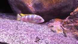 Foto mit Labidochromis sp. perlmutt