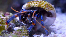 aquarium-von-summse-nano-riff_Clibanarius tricolor - Blaubein