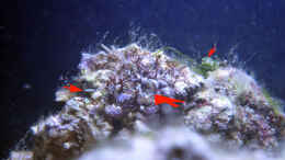 aquarium-von-summse-nano-riff_was sind das denn für Algen?