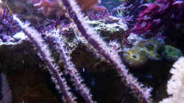aquarium-von-summse-nano-riff_Gorgonie Pseudopterogorgia elisabethae