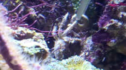 aquarium-von-summse-nano-riff_Krabbi und der Futterkringel