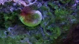 aquarium-von-summse-nano-riff_kleiner weinroter Röhrenwurm