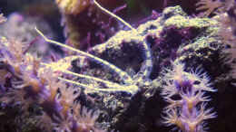 aquarium-von-summse-nano-riff_Schlangenstern - schwarz-weiß-geringelt (einer von vielen) 