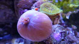 aquarium-von-summse-nano-riff_Rhodactis - wie es aussieht, hat die vordere Rhodactis was g