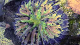 aquarium-von-summse-nano-riff_Fungia - ist farblich schöner geworden, in echt sieht sie n