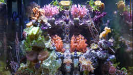 aquarium-von-summse-nano-riff_mein Nano-Riff