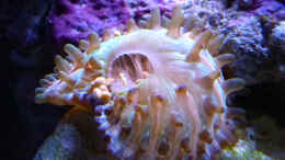 aquarium-von-summse-nano-riff_Fungia sp. beim Fressen