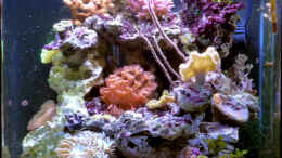 aquarium-von-summse-nano-riff_Vorderansicht März 2015