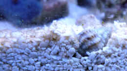 aquarium-von-summse-nano-riff_Nassarius vibex- Karibische Wellhornschnecke