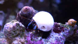 Aquarium einrichten mit Clibanarius tricolor - Blaubein