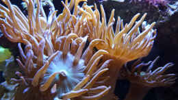 Aquarium einrichten mit Duncanopsammia axifuga - Bartkoralle