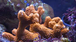 Aquarium einrichten mit Montipora samarensis mit Porites im Hintergrund