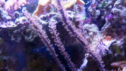 aquarium-von-summse-nano-riff_Gorgonie Pseudopterogorgia elisabethae - sie wächst - Juni 