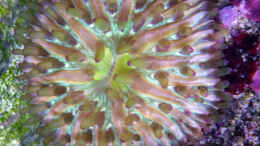 aquarium-von-summse-nano-riff_Fungia sp.