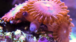 aquarium-von-summse-nano-riff_Zoanthus - endlich vermehrt sie sich/Juni 2015