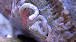 aquarium-von-summse-nano-riff_hübscher kleiner Röhrenwurm (ca 0,5cm) auf der Scoly