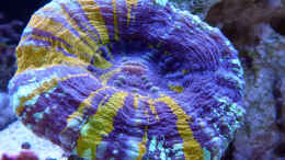 aquarium-von-summse-nano-riff_Scoly - hat vor ein paar Tagen eine Schnecke verdaut/Juni 20
