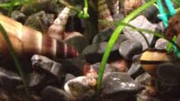 aquarium-von-momo-kocht-54er_eine der kleinen neuen gelb/schwarzen Geweihschnecken mit ei