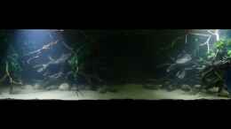 aquarium-von-marco-my-1000l-tank_~My-1000L-Tank~ 07.01.15 mit 2x10Watt LED-Fluter Tag 1