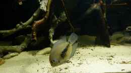 aquarium-von-marco-my-1000l-tank_Uaru amphiacanthoides 17.01.15