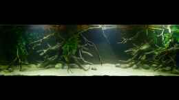 aquarium-von-marco-my-1000l-tank_Gesamtansicht 08.01.15 volle Beleuchtung